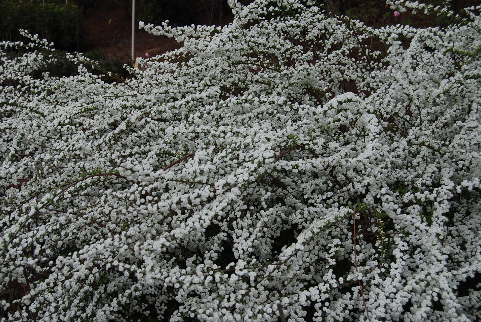 Spiraea prunifolia 'Plena'